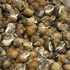 Go Eat Live Sea Snails At The Union Square Greenmarket